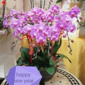 12 Orchids (Colour of your Choice)