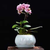 One Mini Orchid (Color of Your Choice)